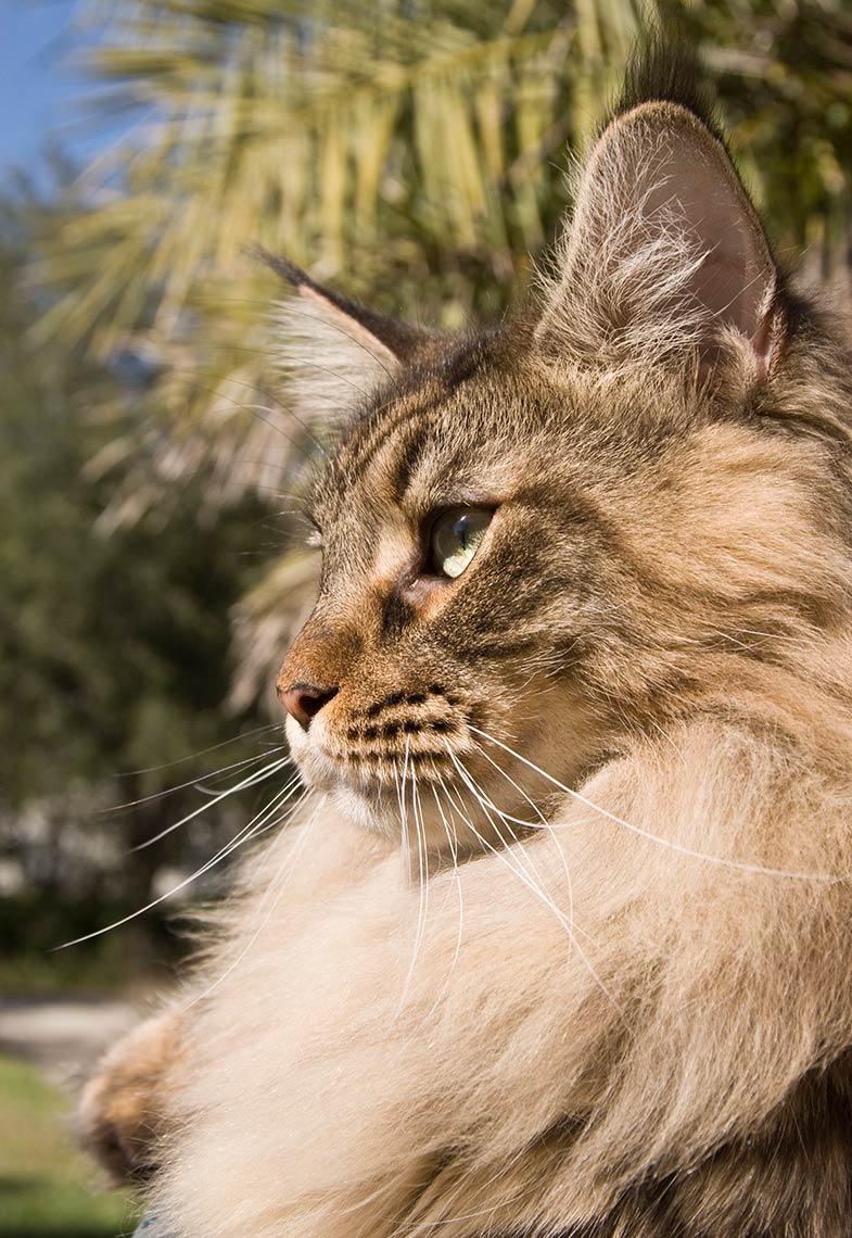 10-Maine_Coon