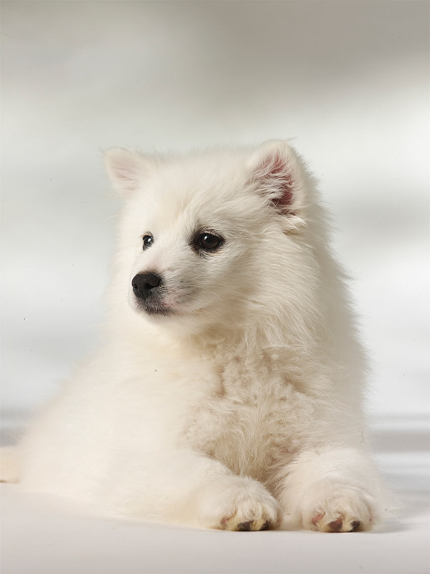 11-Eskimo_puppy
