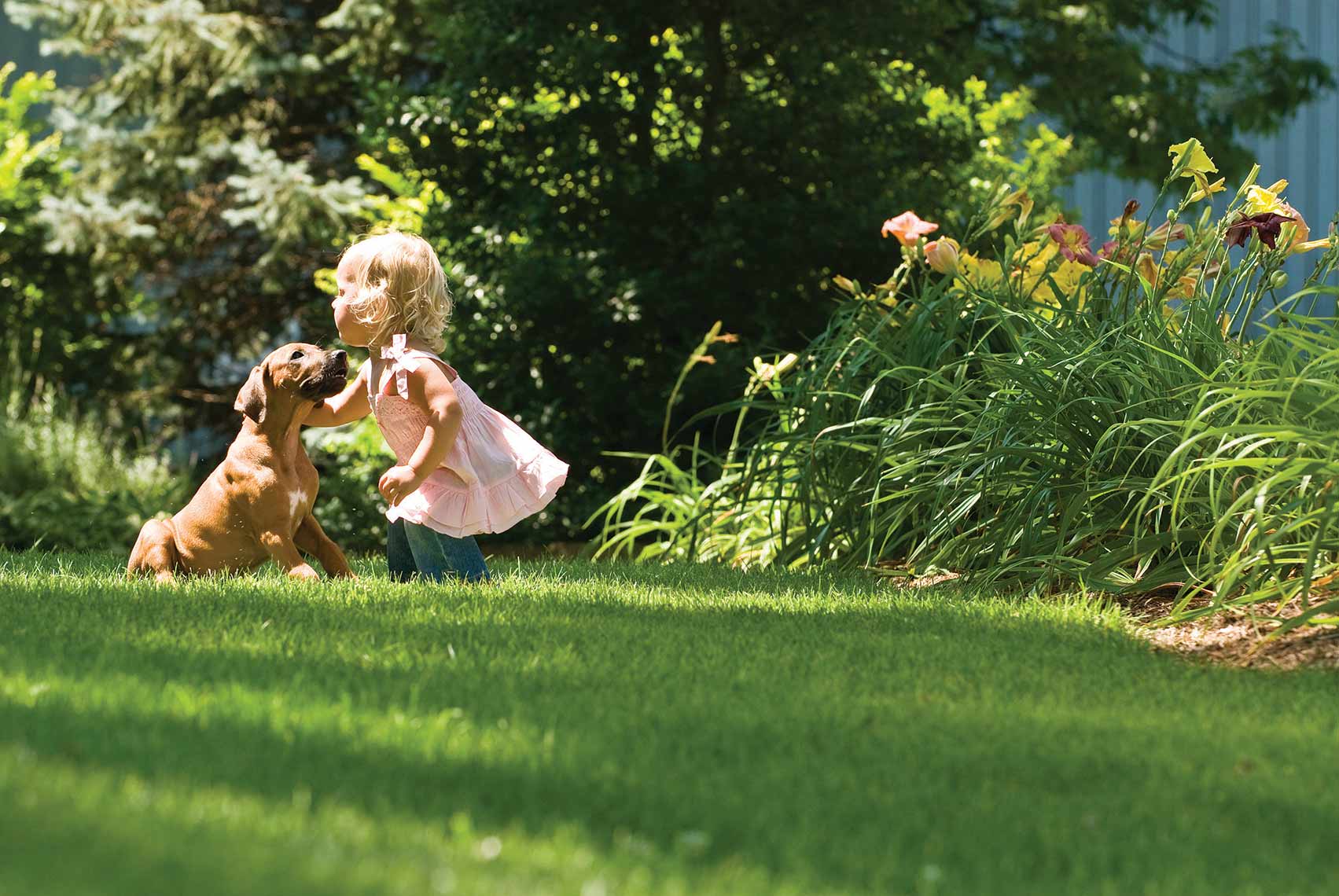 7-Ridgebackpuppy_play