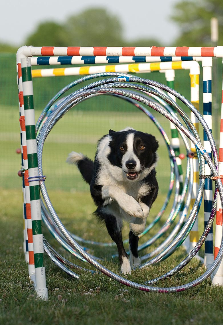 8-Border_Collies